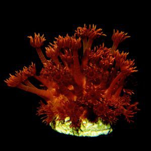 مرجان شقایق سنگ بازو بلند قرمز